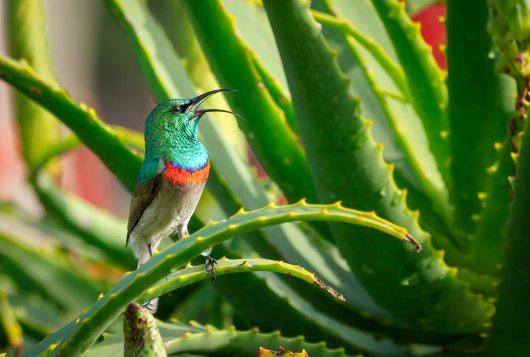 Kolibrie in groene plant